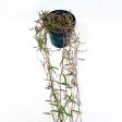 Ceropegia linearis - String of Needles Hot on Sale