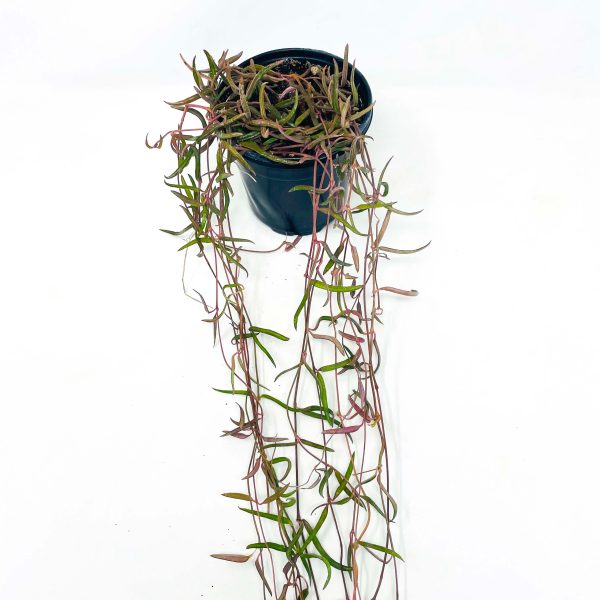 Ceropegia linearis - String of Needles Hot on Sale