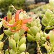 Cotyledon pendens - Trailing Cliff Cotyledon Sale