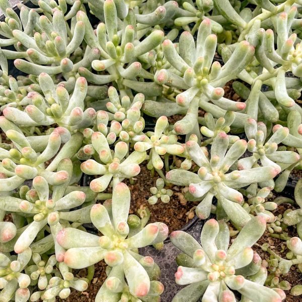 Blue Jelly Bean Sedum For Cheap