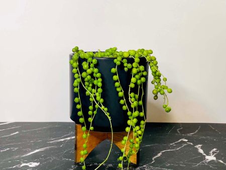 Senecio rowleyanus - String of Pearls Online Sale