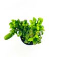 Hobbit Crassula - Jade Plant on Sale