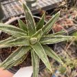 Porcupine Agave (Century Plant) Online now