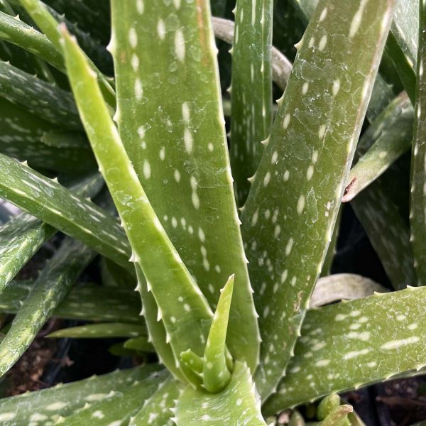 Aloe vera Supply