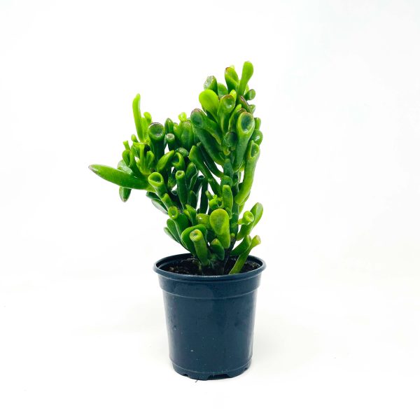 Hobbit Crassula - Jade Plant on Sale