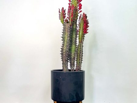 Euphorbia trigona rubra - Red African Milk Tree Online Sale