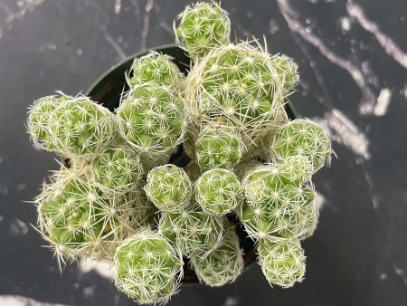 Mammillaria gracilis fragilis - Thimble Cactus Discount