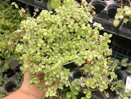 Aquamarine Pilea Hot on Sale