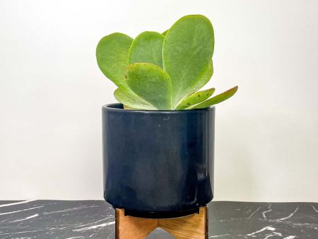 Flapjacks Kalanchoe (Paddle Plant) Online Sale