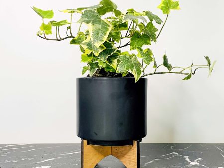 White Wonder Hedera - English Ivy Hot on Sale