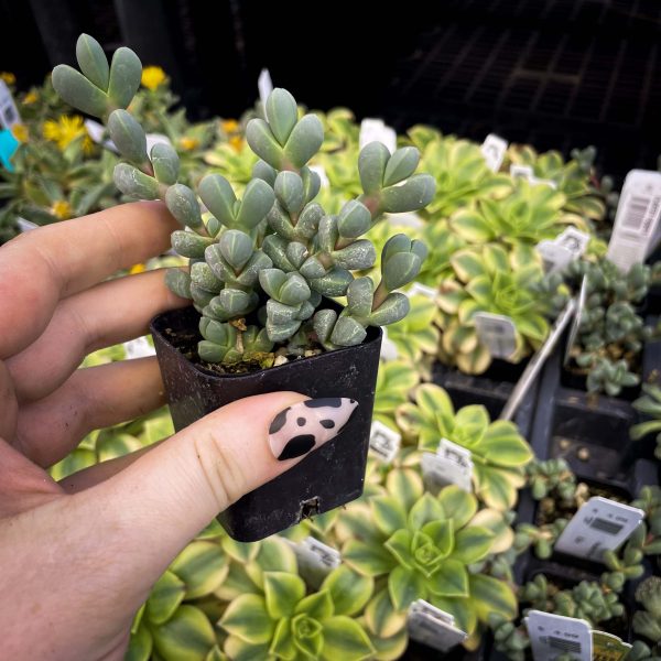 Delosperma lehmannii - Ice Plant Online