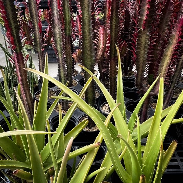 Aloe vera Supply