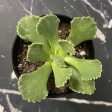 Aloinopsis malherbei - Giant Jewel Plant For Sale