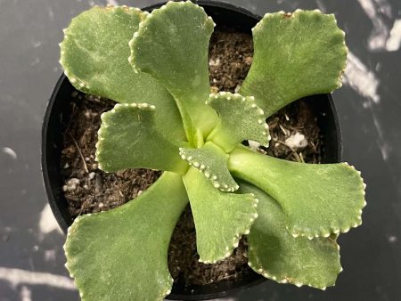 Aloinopsis malherbei - Giant Jewel Plant For Sale