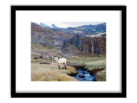 Andean Horses  Framed Print on Sale