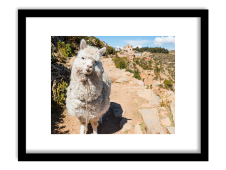 Friendly Alpaca  Framed Print Online