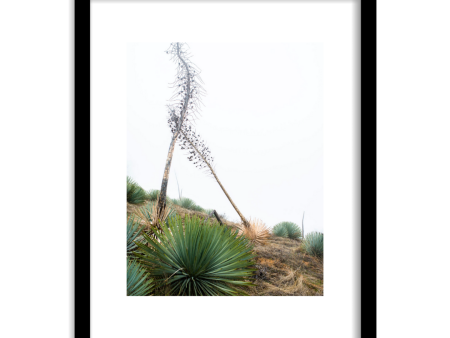 Off the Beaten Path  Framed Print Online Sale