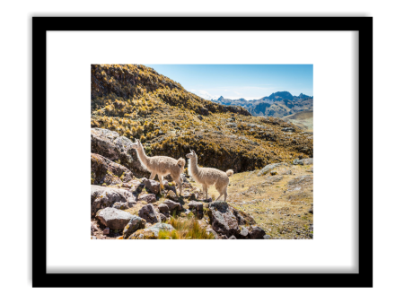 Andean Alpaca  Framed Print Online Sale